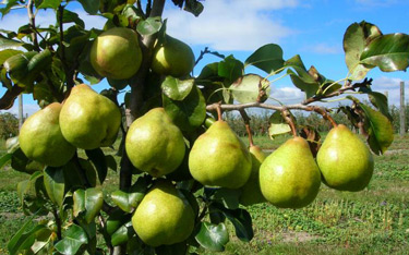 pear Garden Belle