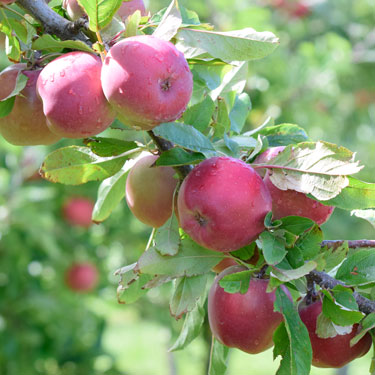 Home harvest apples 