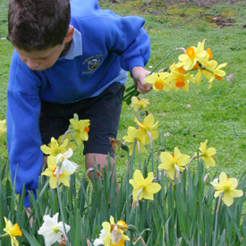 Kids Go Gardening - spring flowering bulbs 
