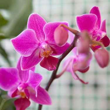 Grow moth orchids 