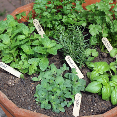 Gardening with herbs 