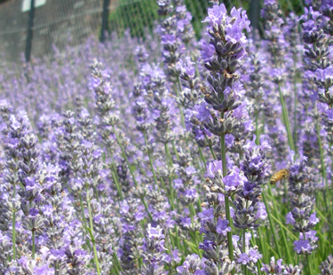 herbs lavender