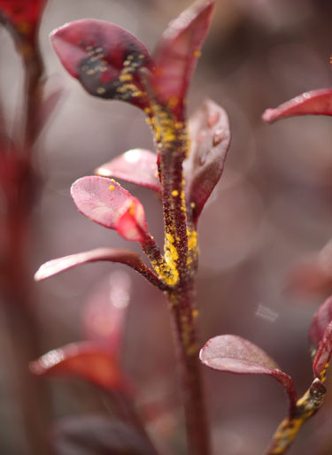 myrtle rust lophomyrtus