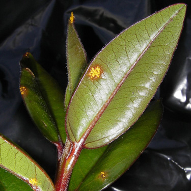 MYRTLE RUST found in Kerikeri & Taranaki MYRTLE RUST found in Kerikeri & Taranaki