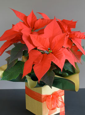 Pointsettia