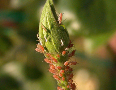 rose aphids