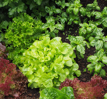 lettuce basil