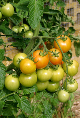 <p><strong>Tomato  tip</strong>: Late summer or about a month before the first expected   frost or before pulling plants  out, cut off top of your tomato plants   and remove flower clusters. This directs  energy into ripening existing   fruit instead of producing new fruit, which won't  have time to mature. </p>