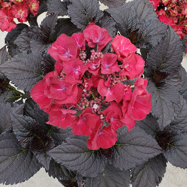 The Showstopper: Tuxedo® Hydrangea Black Tie 