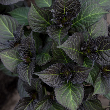 Dark & tempting Tuxedo® Hydrangeas! 