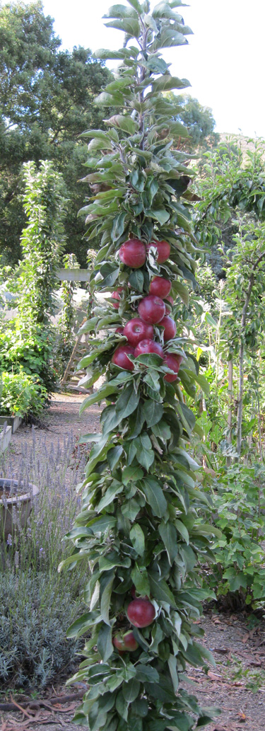 columnar apple