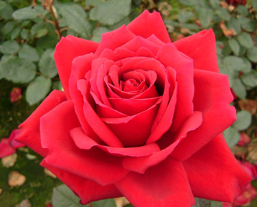 rose In Loving Memory