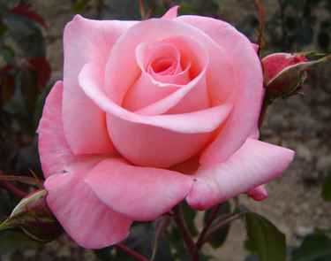 rose Aotearoa