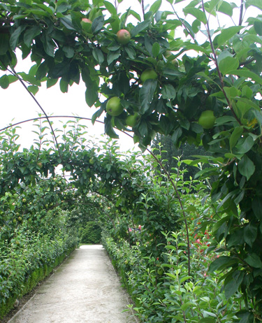 Apple arch Heligan