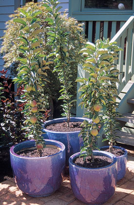 Apple Ballerina Apple Ballerina