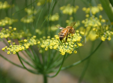 bee fennel