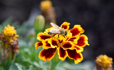 bee marigold