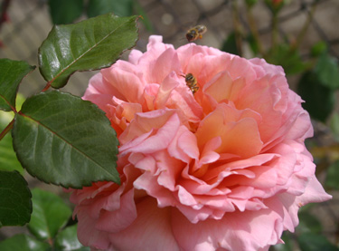 bee rose