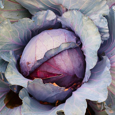 Grow cabbage 
