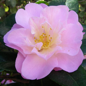 Camellia Nicky Crisp