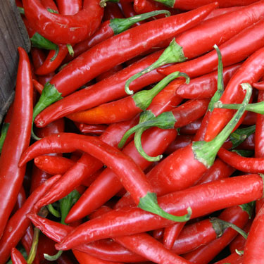Grow capsicums and chillies 