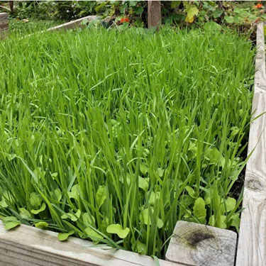 How to grow a 'green manure' crop 