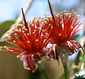  Feijoa flower