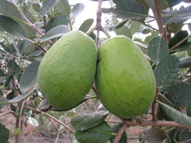 Feijoa Kaiteri Feijoa Kaiteri
