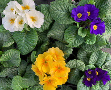 polyanthus