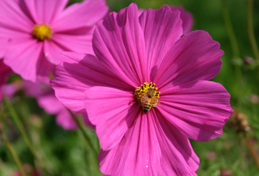 cosmos bees