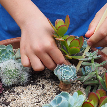 Kids Go Gardening - desert dwellers 
