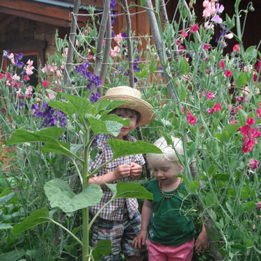 Kids Go Gardening  - plants that climb 