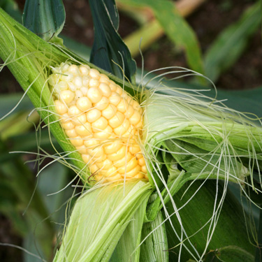 Kids Go Gardening - grow sweet corn 