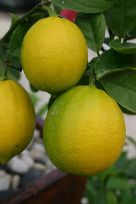 Lemon Meyer