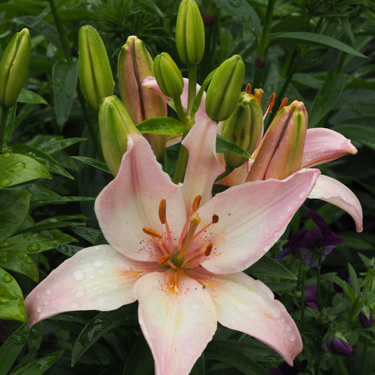 Dressed to impress - how to grow lilies 