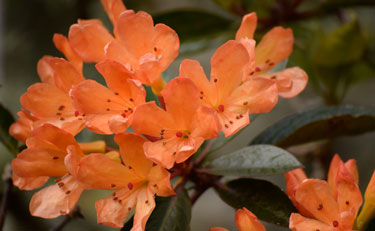 vireya rhododendron