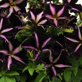 Petunia Twilight