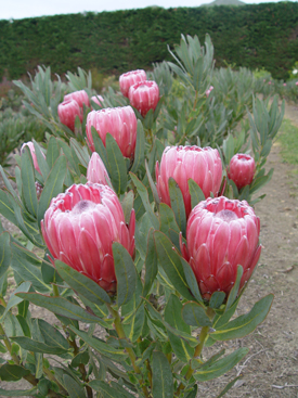 Go Gardening - Helping New Zealand Grow - Garden Inspiration, tips