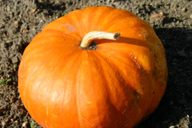 Pumpkin Pumpkin