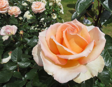 rose Hamilton Gardens