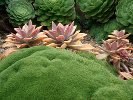 Moss plant (Scleranthus) with succulents
