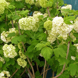 Viburnum opulus sterile - Snowball Tree